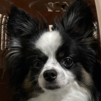 写真の説明
