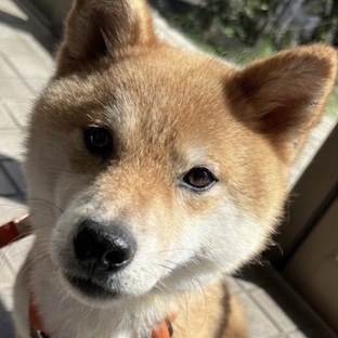 写真の説明