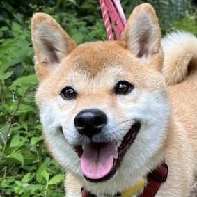 写真の説明