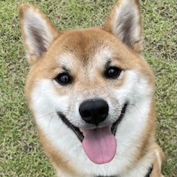 写真の説明