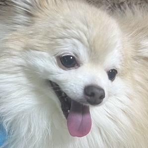 写真の説明