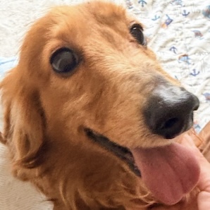 写真の説明